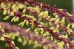 20150927ススキの花　雄花と雌花-3